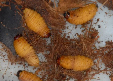 Đuông dừa có mau vàng nhạt như thế này