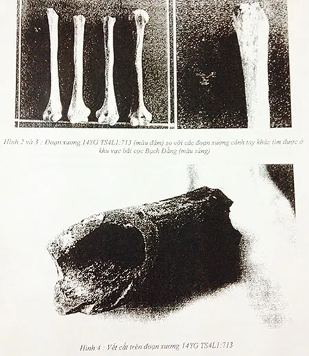 Đoạn xương người có vết chặtmới được khai quật trong khu vực bãi cọc Bạch Đằng. Hiện vật này đã được tạm bàn giao bảo quản cho Bảo tàng Bạch Đằng, trực thuộc Trung tâm Văn hoá Thông tin Thể thao của Thị xã Quảng Yên (Quảng Ninh). xuong-nguoi-bach-dang-4370-1412664817.jp