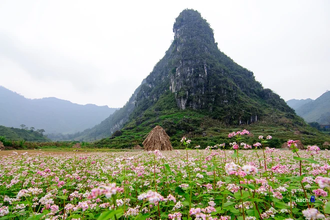 Theo chân tam giác mạch trên cao nguyên đá ảnh 11