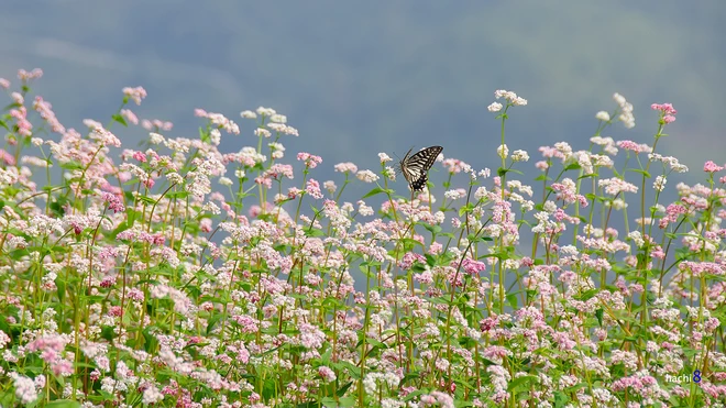 Theo chân tam giác mạch trên cao nguyên đá ảnh 5