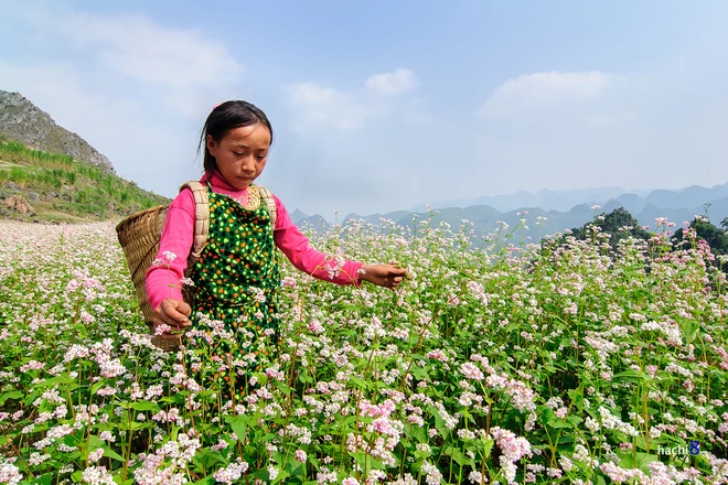 Theo chân tam giác mạch trên cao nguyên đá ảnh 6