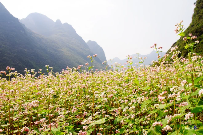 Theo chân tam giác mạch trên cao nguyên đá ảnh 9
