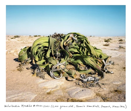Loài Welwitschia Mirabilis (2,000 năm tuổi tại sa mạc Namib-Naukluft, Namibia)