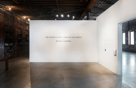 Hình tuyệt đẹp của những sinh vật sống lâu đời nhất trên thế giới