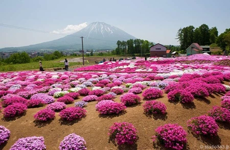 Hoa chi anh được trồng thành khóm nhỏ và phối màu ăn ý với nhau
