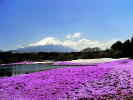 Cận cảnh những cánh hoa mỏng manh