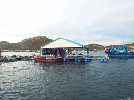 Bè nuôi tôm hùm ở Bình Ba.