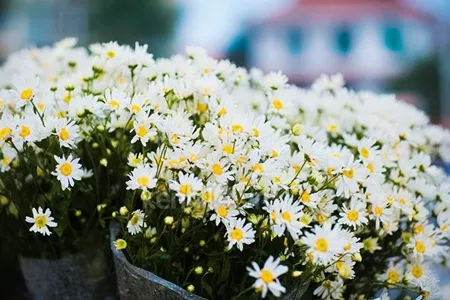 Cúc họa mi e ấp mang vẻ đẹp buồn man mác