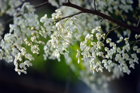 Hoa sưa tô điểm thêm ngày xuân