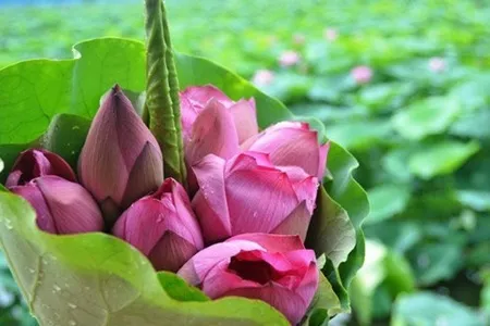 Sen thơm ngát khắp đầm lầy xoa dịu chói chang trời hè