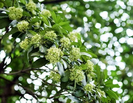 Hoa sữa trên từng góc phố