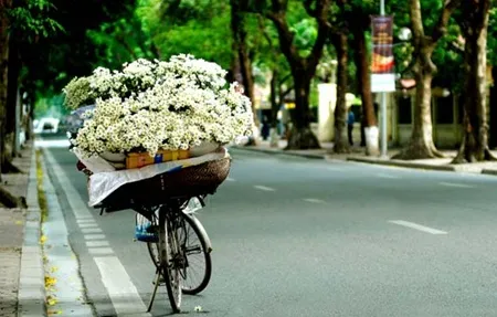 Cúc họa mi e ấp mang vẻ đẹp buồn man mác