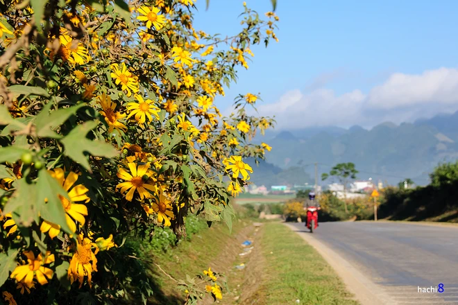 Rực rỡ dã quỳ vàng trên cao nguyên Mộc Châu ảnh 2