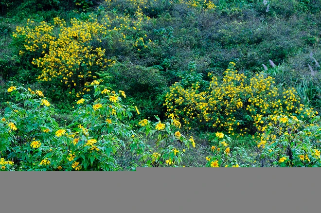 Rực rỡ dã quỳ vàng trên cao nguyên Mộc Châu ảnh 8