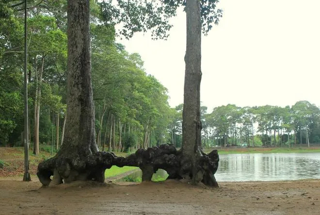 Nét duyên thầm của thành phố Trà Vinh ảnh 8 Nét duyên thầm của thành phố Trà Vinh ảnh 8