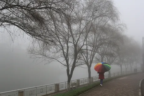 Hàng cây bờ hồ trong làn sương mờ ảo