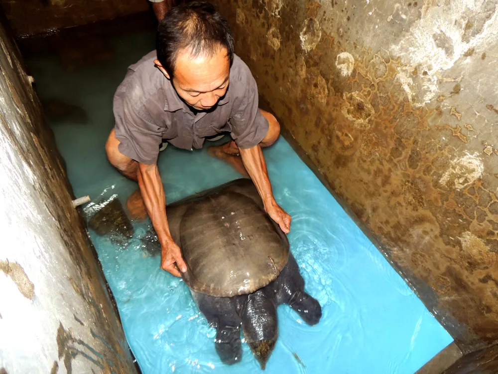 Ngư dân bắt được con cua đinh khủng ảnh 2