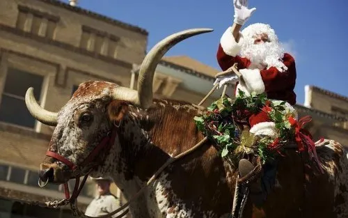 Tại bang Texas, Mỹ, các ông già Noel lại đi phát quà bằng những chú bò Longhorn có cặp sừng dài đặc trưng. Ảnh:Sportsoutdoor. 6-texas-4774-1419246162.jpg