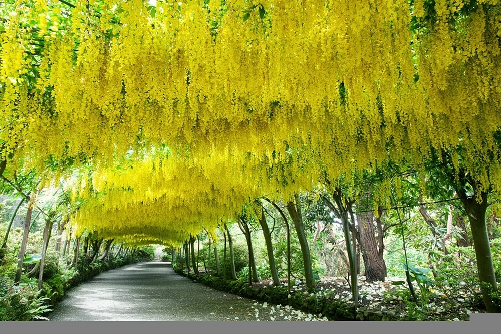 &nbsp;Hàng cây bạch quả ở Tokyo