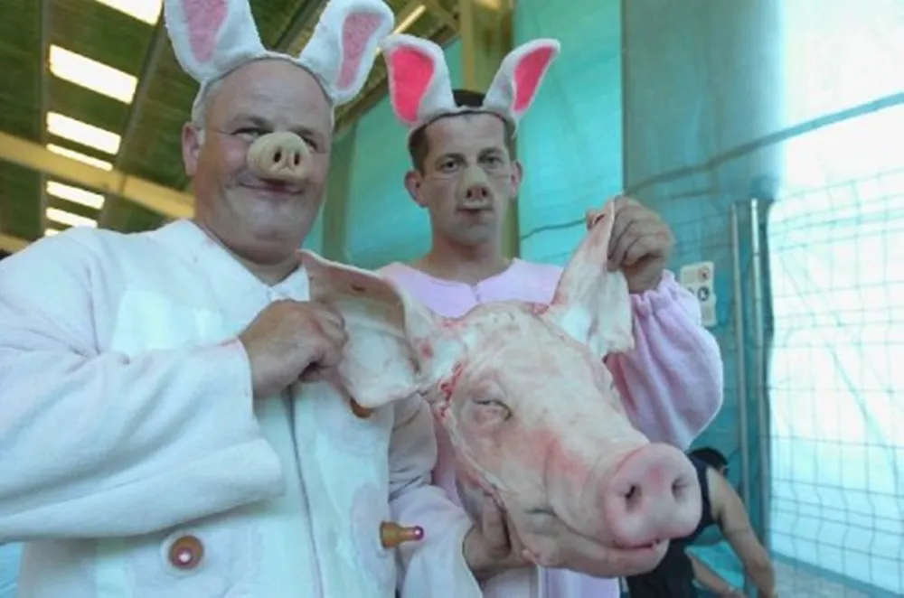 Họ phải giả tiếng kêu của lợn qua từng giai đoạn