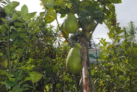 Cây chanh trong vườn nhà ông Sang cho quả khủng.