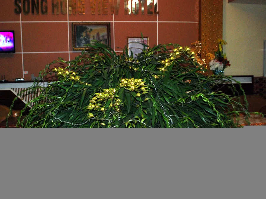 Chậu hoa địa lan Trầm Mộng có 103 cành hoa cùng nở vào dịp Tết Ất Mùi 2015