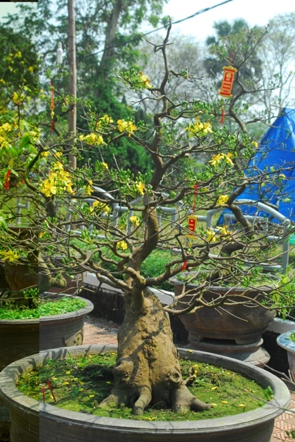 Những gốc hoàng mai bạc triệu ảnh 9