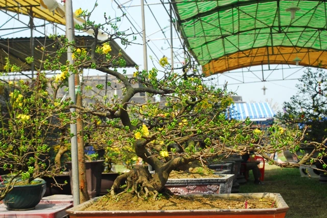 Những gốc hoàng mai bạc triệu ảnh 4