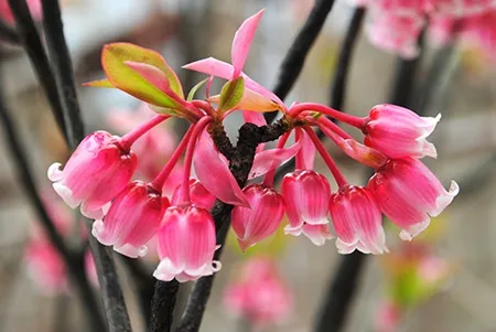 Đào chuông khoe sắc trong sân chùa.