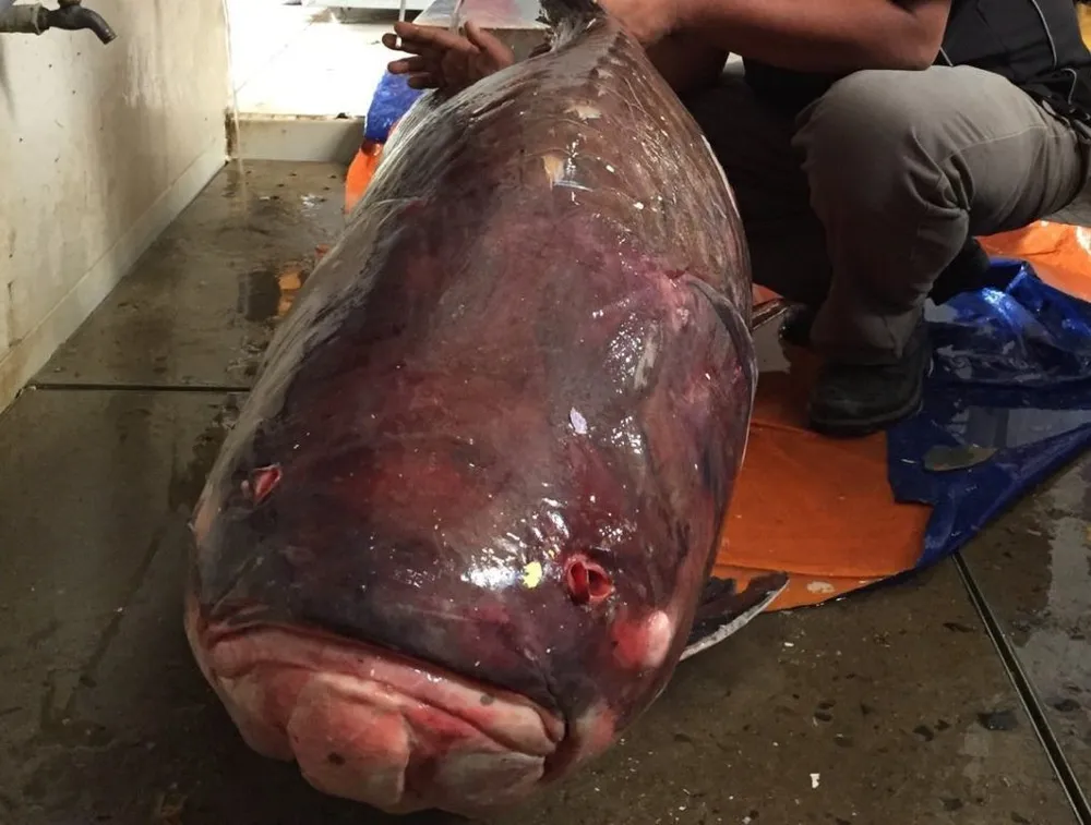 Chú cá hô nặng tới 135kg vừa được chuyển về TPHCM