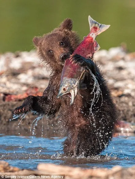 Chú gấu con bắt được con cá hồi lớn. (Nguồn: Caters News Agency)