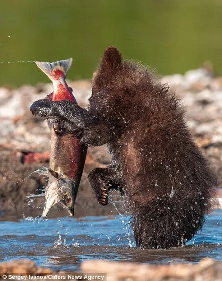 Chú gấu con bắt được con cá hồi lớn. (Nguồn: Caters News Agency)