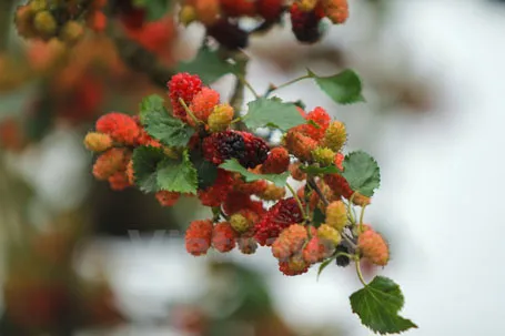 Chỉ mấy hôm nữa trời hửng nắng, quả trở nên đỏ au rất đẹp. (Ảnh: Minh Sơn/Vietnam+)