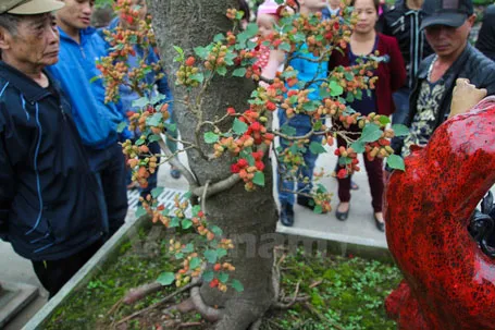 Mục sở thị cây dâu cảnh độc nhất vô nhị ở Việt Nam