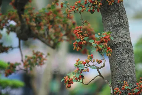 Mục sở thị cây dâu cảnh độc nhất vô nhị ở Việt Nam