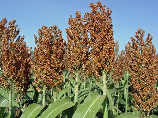 Lúa miến (sorghum) - nỗi ám ảnh một thời đối với người dân VN với tên gọi bo bo - Ảnh tư liệu