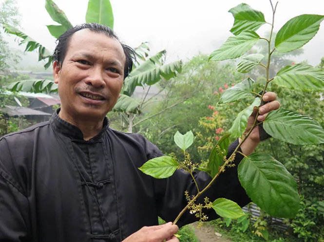 Lương y Nguyễn Đức Nghĩa với nhành đơn răng cưa vừa tìm được - Ảnh: Tấn vũ