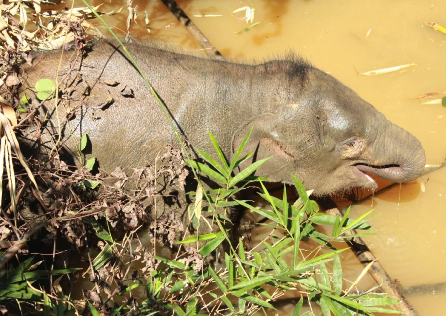 Thấy có súng, đạn nhưng voi chết vì sao không biết ảnh 2