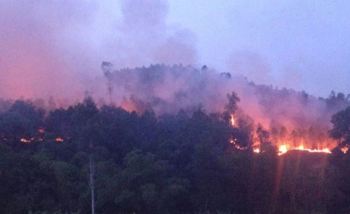 Rừng thông vẫn đang cháy dữ dội ở Nghệ An ảnh 1