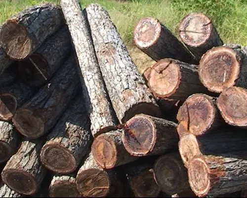 Phát hiện hơn 20 mét khối gỗ lậu tập kết bên quốc lộ 14 ảnh 1