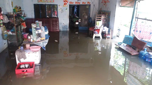 Vườn mai, ao cá ngập nặng sau mưa ảnh 7