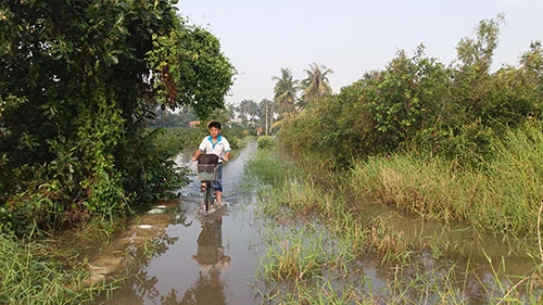 Vườn mai, ao cá ngập nặng sau mưa ảnh 8