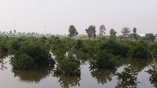 Vườn mai, ao cá ngập nặng sau mưa ảnh 1