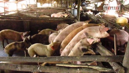Sẽ di dời trại heo gây ô nhiễm ở huyện Bình Chánh ảnh 1