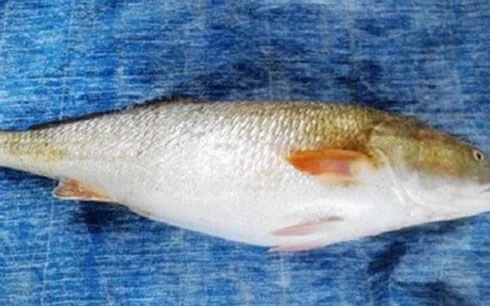 ngư dân, bắt được, cá sủ vàng, cá hô, đổi đời, tiền tỷ, thủy quái, cá khủng, ngư-dân, bắt-được, cá-sủ-vàng, cá-hô, đổi-đời, tiền-tỷ, thủy-quái, cá-khủng,