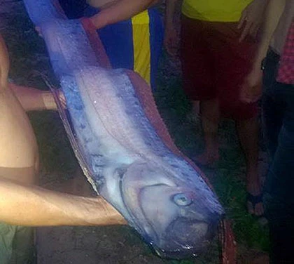 Cá hố khổng lồ dạt vào bờ biển Phan Thiết ảnh 1