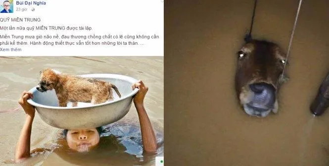 MC Đại Nghĩa kêu gọi mọi người hướng về miền Trung trên mạng (trái) và bức ảnh chụp một chú bò nước ngập đến gần hết đầu, chỉ còn lại mũi nghếch lên để thở ở huyện Tuyên Hóa (Quảng Bình) góp phần lột tả sự khổ cực của người dân vùng lũ - Ảnh tư liệu.