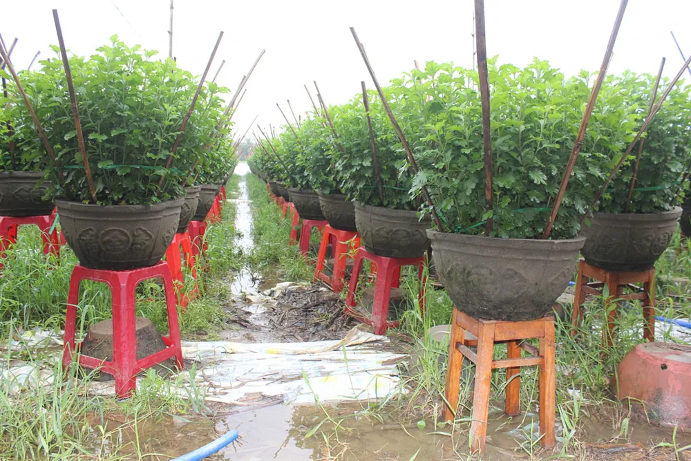 Quảng Ngãi: Lũ chồng lũ ảnh 2 Quảng Ngãi: Lũ chồng lũ ảnh 2