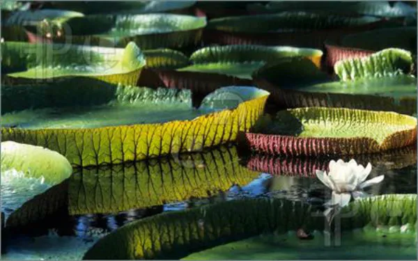 an tuong voi nhung buc anh hiem ve rung ram amazon hinh 11