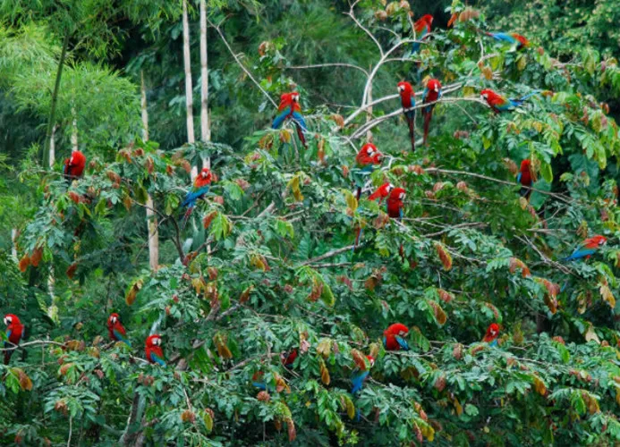 an tuong voi nhung buc anh hiem ve rung ram amazon hinh 1